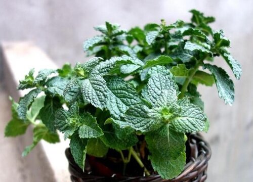薄荷室内可以种吗