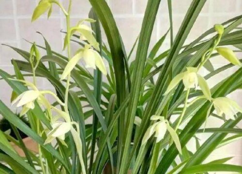 兰花无精打采怎么办