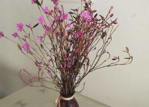 干杜鹃花枝怎么水培
