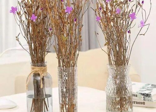 干杜鹃花枝怎么水培