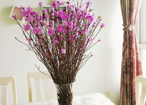 干杜鹃花枝怎么水培