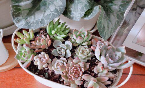 多肉什么情况下需要控制浇水