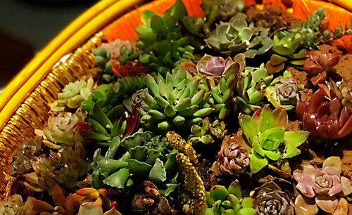 多肉什么情况下需要控制浇水