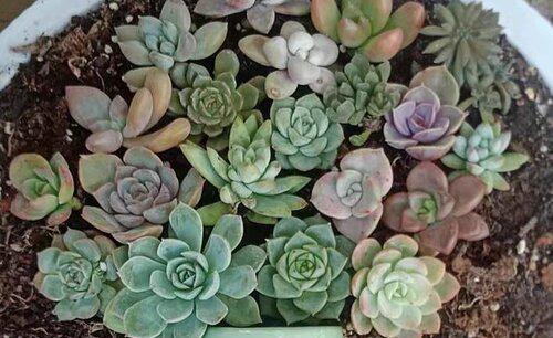 多肉什么情况下需要控制浇水