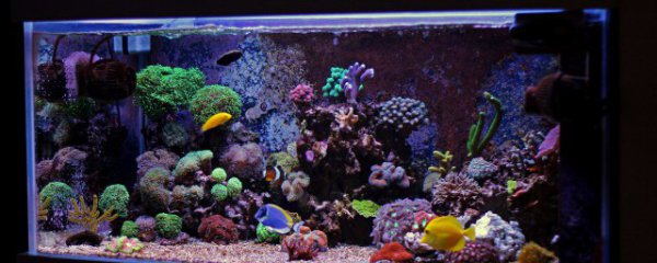 鱼缸水放外边晒多久合适