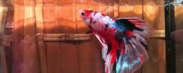 2条马尾斗鱼能一起养吗