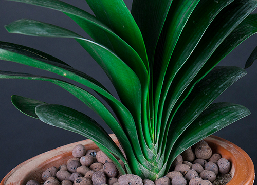 君子兰用什么肥叶绿花多