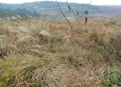 不用除草剂有什么办法可杀死杂草
