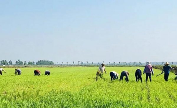 不用除草剂有什么办法可杀死杂草