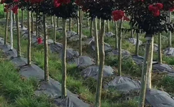 不用除草剂有什么办法可杀死杂草