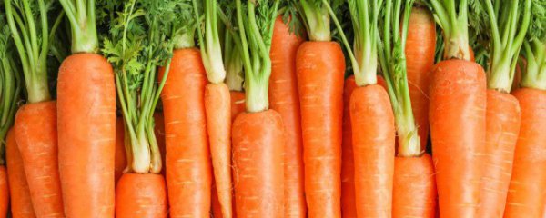 过夜的胡萝卜可以吃吗