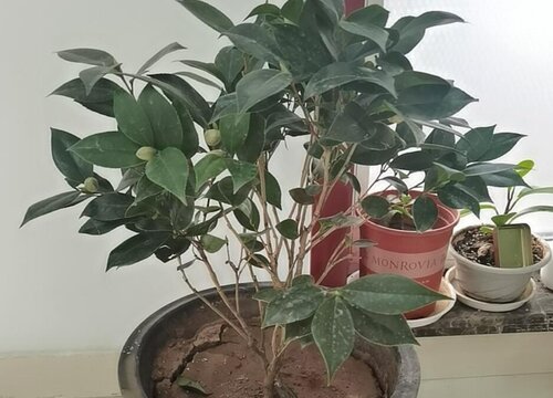 茶花可以晒太阳吗