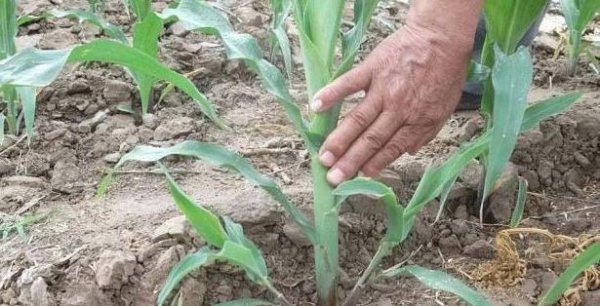 玉米从根部长茬是什么原因