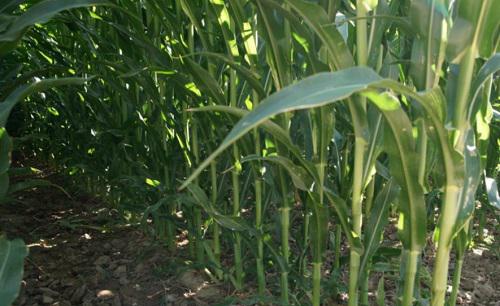 玉米从根部长茬是什么原因