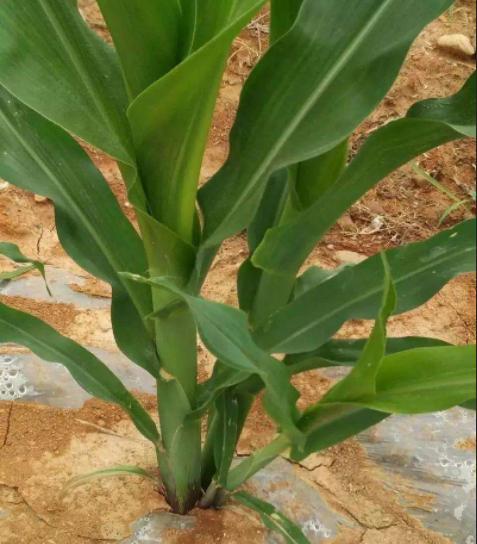 玉米从根部长茬是什么原因