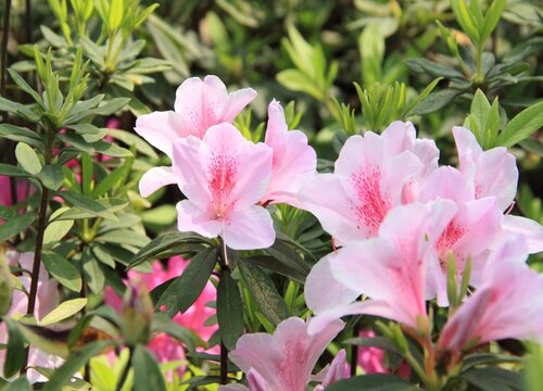 刚买的杜鹃花怎么养护生长健壮