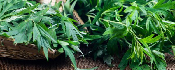 艾草的种植方法及注意事项