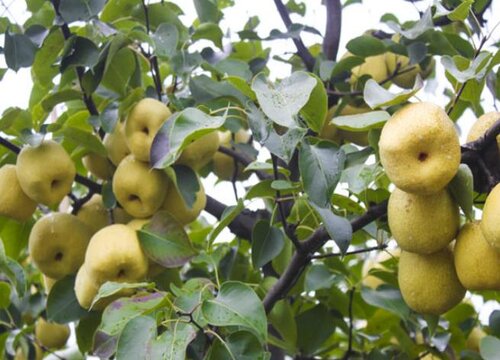 鸭梨什么季节成熟