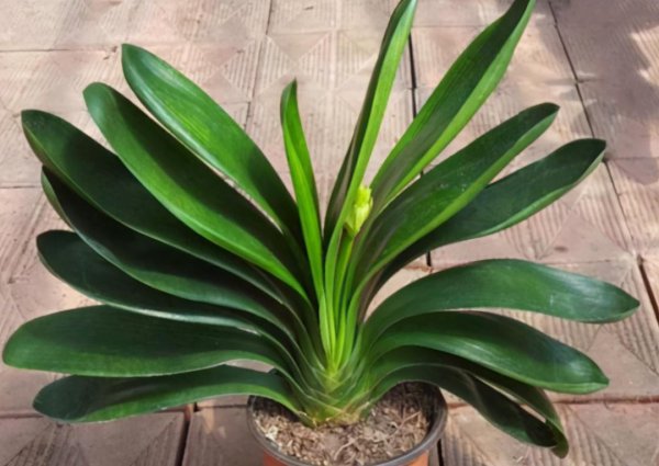 君子兰换土的最佳时间