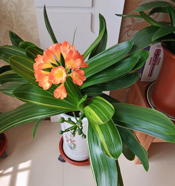 君子兰换土的最佳时间