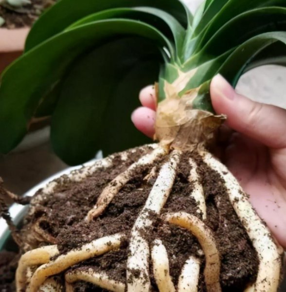 君子兰换土的最佳时间