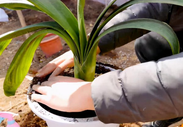 君子兰换土的最佳时间