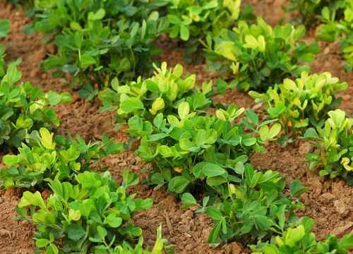 高产花生十大排名