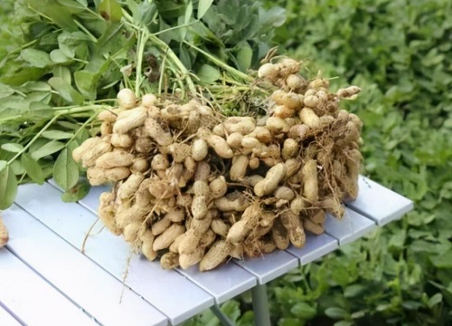 高产花生十大排名