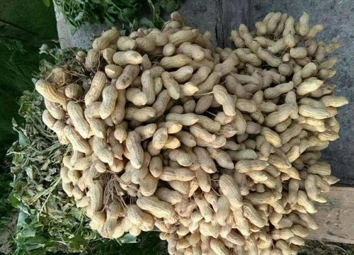 高产花生十大排名