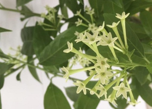 夜来香在冬季的养殖方法