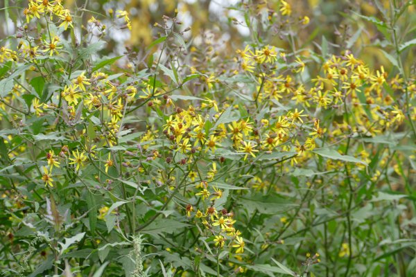 九里明的功效与作用