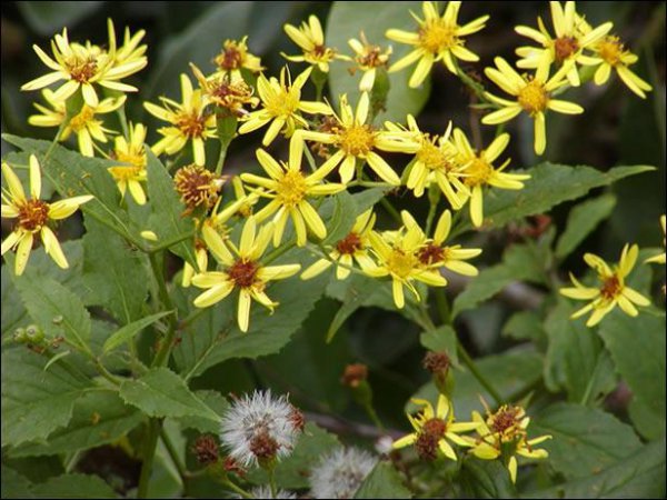 九里明的功效与作用