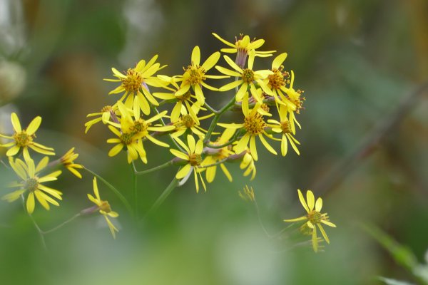 九里明的功效与作用