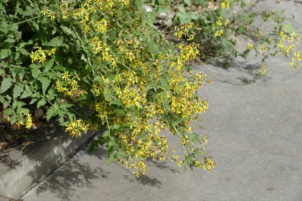 九里明的功效与作用