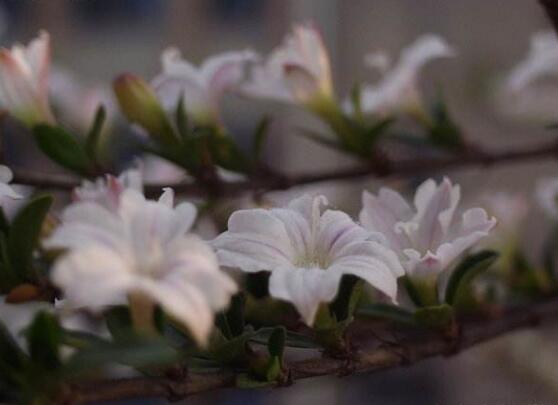 六月雪的寓意和象征风水