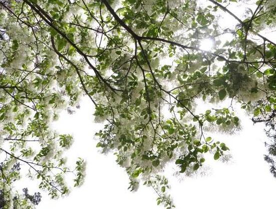 六月雪的寓意和象征风水