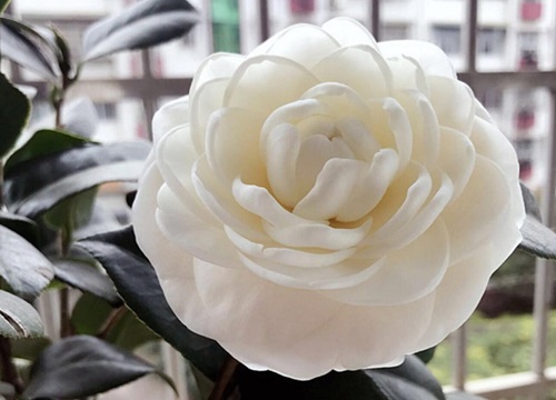 茶花冬天怎么养护