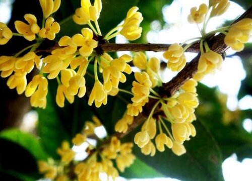 桂花树开花后怎么修剪