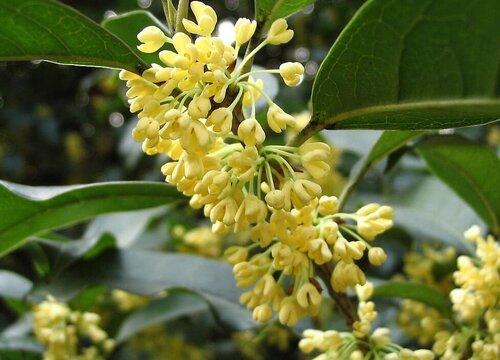 桂花树开花后怎么修剪