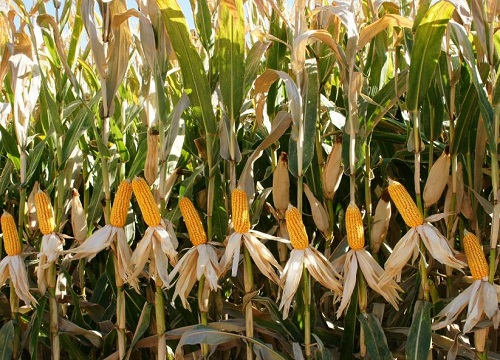 中单909玉米品种介绍