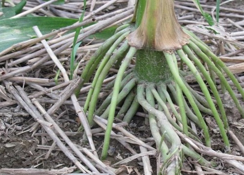 中单909玉米品种介绍