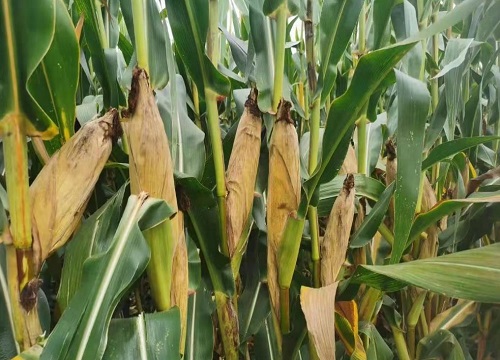 中单909玉米品种介绍