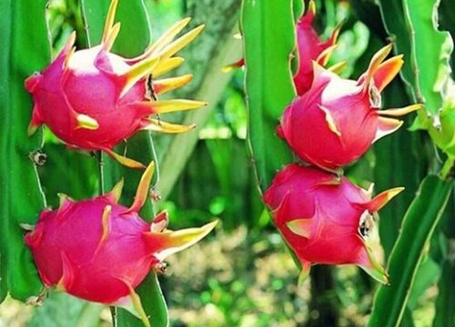 种植火龙果一亩的成本和利润