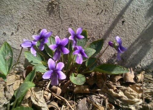 紫花地丁花期是什么时候