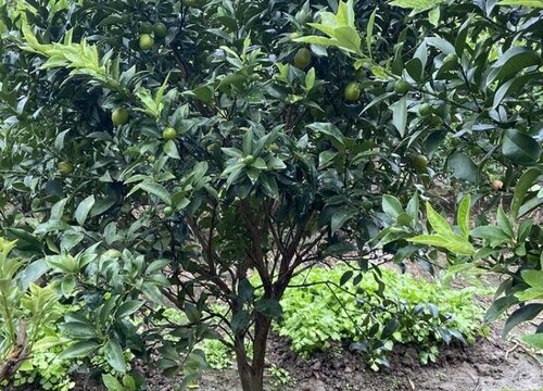 四合院种什么树风水好