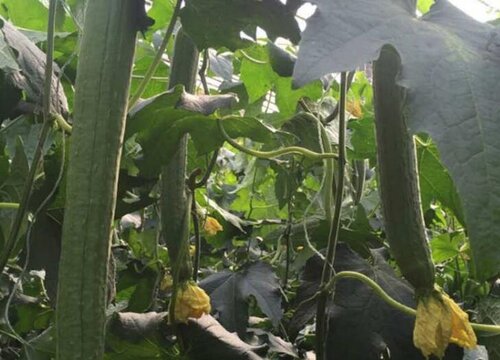 丝瓜几月份种植最好