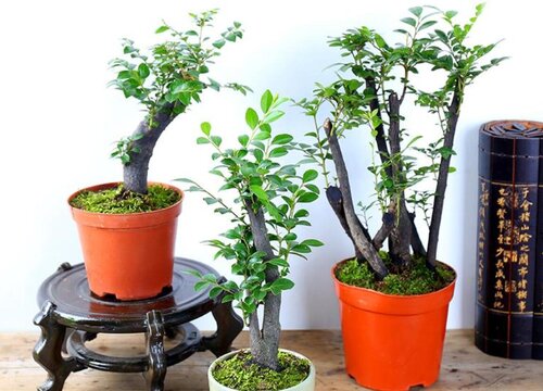 盆栽紫檀怎么养