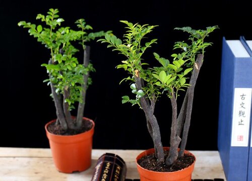 盆栽紫檀怎么养