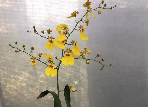 文心兰怎么修剪叶子老枝