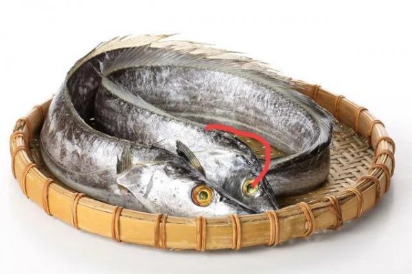 带鱼可以人工养殖吗